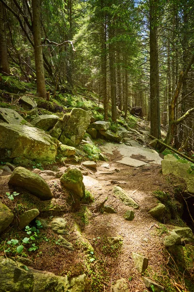 Straße Einem Schönen Waldweg Morgen — Stockfoto