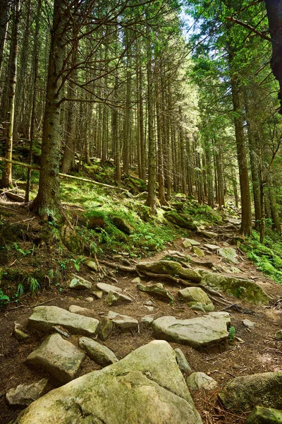 Eco Turismo Rocoso Sendero Través Bosque Verano — Foto de Stock