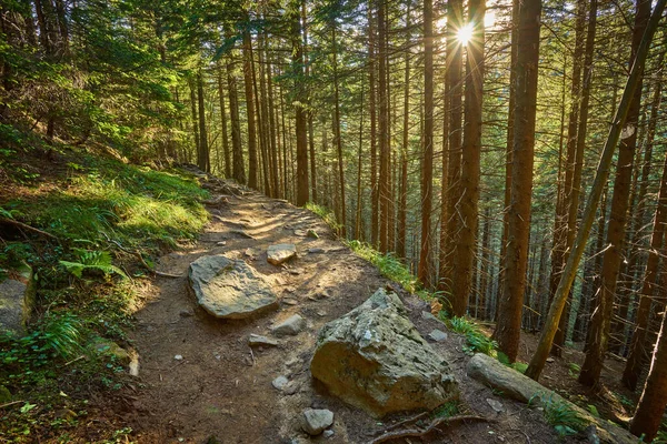 Straße Einem Schönen Waldweg Morgen — Stockfoto