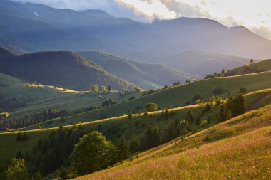 Alplerde yeşil çayırlar, çiçek açan çiçekler ve arka planda karla kaplı dağ tepeleri olan Idyllic manzarası.