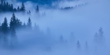 Dağ yamacındaki puslu kayın ormanı bir doğa koruma alanıdır..