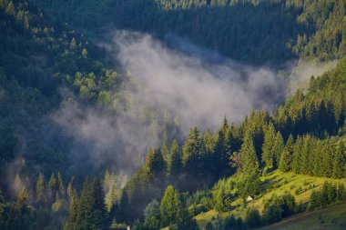 Alplerde yeşil çayırlar, çiçek açan çiçekler ve arka planda karla kaplı dağ tepeleri olan Idyllic manzarası.