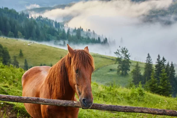 Die Pferde Grasen Auf Der Weide Den Karpaten Nebelige Landschaft — Stockfoto