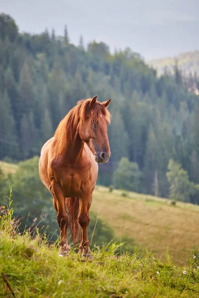 Koń Wypasa Się Pastwisku Górskim Gdzie Deszczu Zielone Pastwiska Strefie — Zdjęcie stockowe