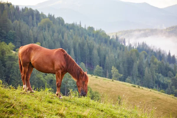 Niedliches Pferd Den Alpen Frisst Grünes Gras — Stockfoto