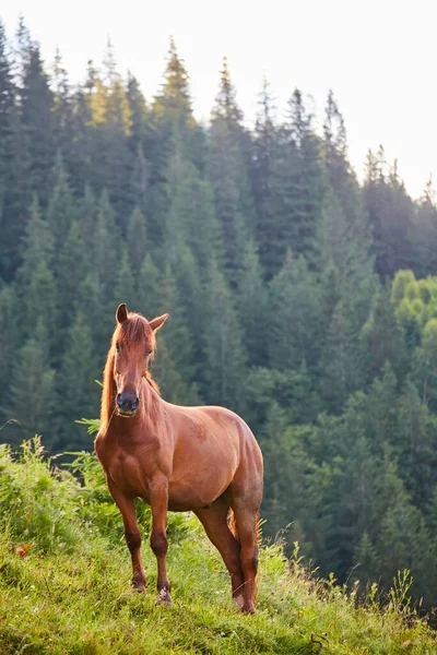 Bonito Cavalo Nos Alpes Comendo Grama Verde — Fotografia de Stock