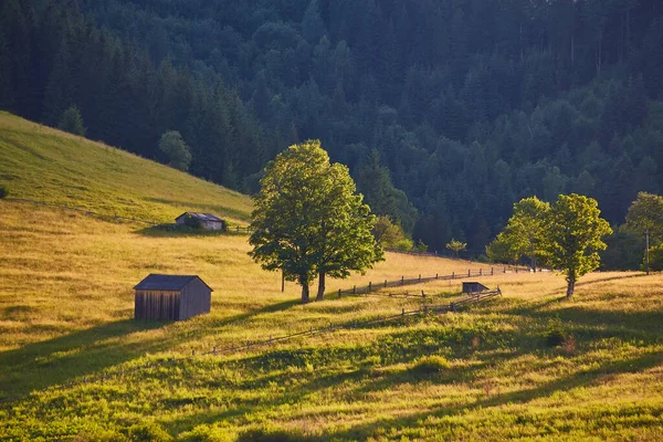 Krajina Borovými Lesy Horách Létě — Stock fotografie