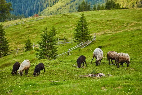 Αγέλες Προβάτων Αλπικά Βοσκοτόπια Στο Εθνικό Πάρκο Retezat Καρπάθια Ρουμανία — Φωτογραφία Αρχείου