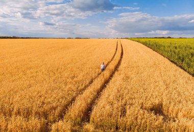 Altın olgun buğday tarlasında dikilen ve ekinleri gözlemleyen çiftçinin hava manzarası. Görüntü İHA pov yüksek açılı geniş ekili mısır gevreği alanından alınır.