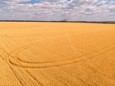 Buğday tarlasının traktör izli havadan görüntüsü. Güzel tarım dokusu ya da yaz tarım arazisinin arka planı. İHA görünümünden çiftlik.