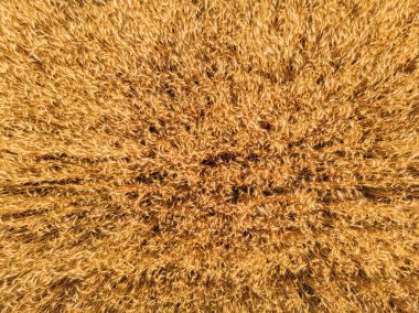 Buğday tarlasının havadan görünüşü ve traktörün izleri. Güzel tarım dokusu ya da yaz tarım arazisinin arka planı. Yukarıdan buğday çiftliği.