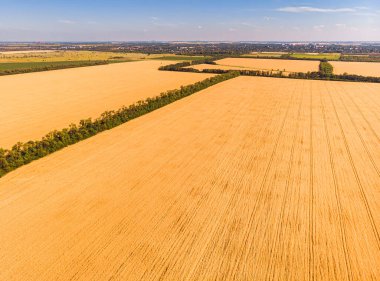 Mavi gökyüzünün altındaki çiftlikteki olgunlaşan buğday tarlalarının ve çiftlikteki beyaz bulutların havadan görünüşü