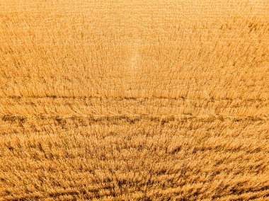 Buğday tarlasının traktör izli havadan görüntüsü. Güzel tarım dokusu ya da yaz tarım arazisinin arka planı. İHA görünümünden çiftlik.