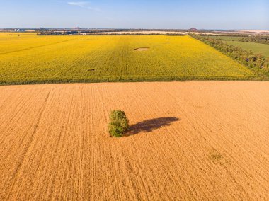 Yaz zamanı insansız hava aracından ayçiçeğine ve buğday tarlalarına hava görüntüsü