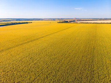 Ayçiçeği tarlası. Üst Manzara. Ayçiçeği çizgileri. Drone fotoğrafçılığı. Sarı yeşil arkaplan