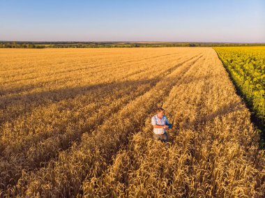 Olgun bir buğday tarlasında duran bir çiftçinin hava manzarası. Yetişkin bir erkek tarım uzmanının çiftliği insansız hava araçlarının bakış açısından hasat mevsimi için hazırlanıyor.