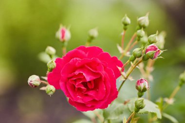 Gül bahçesinde mercan gülü çiçeği. Üst Manzara. Yumuşak odak.