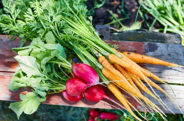Doğal, yıkanmamış, turp ve havuç, bahçeden yeni toplanmış.