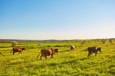 İnekler yeşil bir yaz çayırında otluyor.