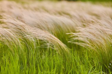 Tüy Çimi ya da İğne Çimi, Nassella Tenissima, en ufak bir rüzgar filigran deseninde bile şekillenir..