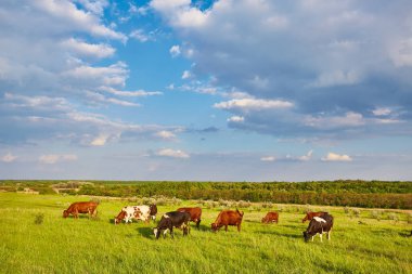 İnekler yeşil bir yaz çayırında otluyor.