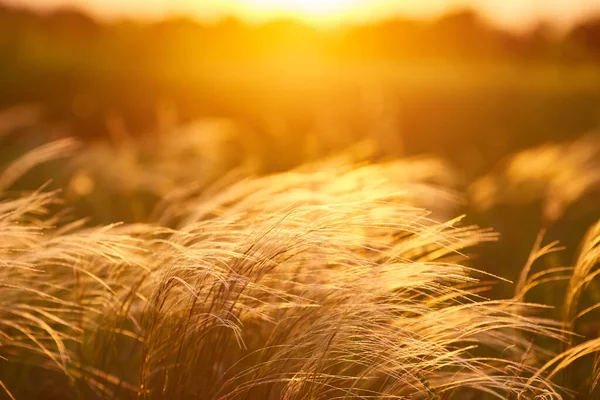 Kapatın silueti tropikal çim çiçeği ya da setaceum pennisetum çeşmesi çimenleri gün batımında arka planda.