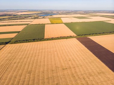 Buğday tarlasının havadan görünüşü ve traktörün izleri. Güzel tarım dokusu ya da yaz tarım arazisinin arka planı. Yukarıdan buğday çiftliği.