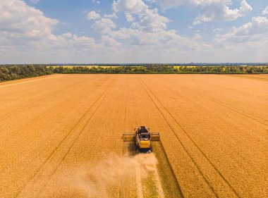 Yaz hasadının havadan görünüşü. Büyük tarlaları hasat eden hasatçıyı birleştirin. İHA görünümünden tarım.