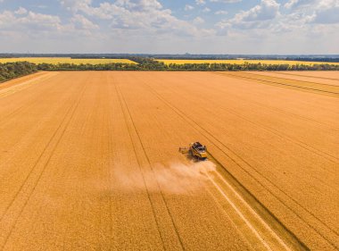 Tarlada çalışan hasat makinesi. İnsansız hava aracı hasat makinesinin en üst görüntüsü altın olgunlaşmış buğday tarlasında geziniyor..