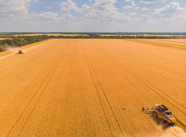 Tarlada çalışan hasat makinesi. İnsansız hava aracı hasat makinesinin en üst görüntüsü altın olgunlaşmış buğday tarlasında geziniyor..