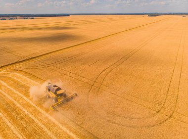 Yaz hasadının havadan görünüşü. Büyük tarlaları hasat eden hasatçıyı birleştirin. İHA görünümünden tarım.