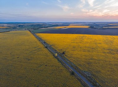 Yukarıdan renkli tarlalar. Ayçiçeği, buğday, çavdar ve mısır. Tarım geçmişi