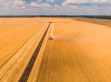 Buğday tarlasında hasat makinesini birleştirin. Günbatımında buğday hasadının uçan dronundan mükemmel bir yaz manzarası. Ukrayna, Avrupa 'da resimli kırsal manzara.