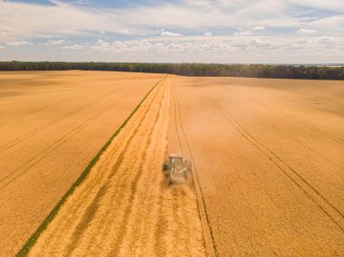 Buğday tarlasında hasat makinesini birleştirin. Günbatımında buğday hasadının uçan dronundan mükemmel bir yaz manzarası. Ukrayna, Avrupa 'da resimli kırsal manzara.