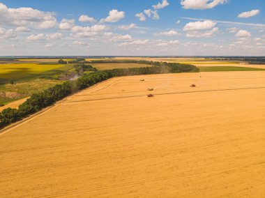 Tarlada çalışan hasat makinesi. İnsansız hava aracı hasat makinesinin en üst görüntüsü altın olgunlaşmış buğday tarlasında geziniyor..