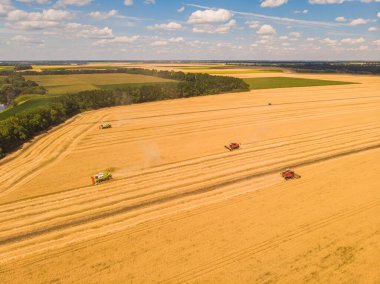 Yaz hasadının havadan görünüşü. Büyük tarlaları hasat eden hasatçıyı birleştirin. İHA görünümünden tarım.