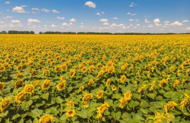 Ayçiçeği tarlası. Tarım alanlarının havadan görünüşü, çiçek açan yağ tohumu. Üst görünüm.