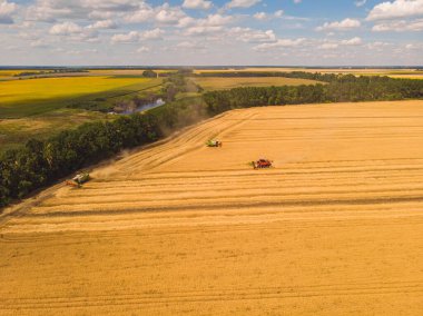 Yaz hasadının havadan görünüşü. Büyük tarlaları hasat eden hasatçıyı birleştirin. İHA görünümünden tarım.