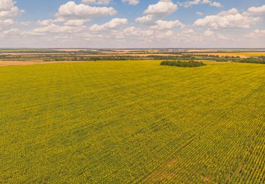 Idyllic sarı ayçiçeği tarlası gün ışığında. Ukrayna 'nın yeri, Avrupa. Ekoloji konseptinin fotoğrafı. Mükemmel doğal duvar kağıdı. İnsansız hava aracı fotoğrafçılığının doku resmi.