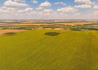 Idyllic sarı ayçiçeği tarlası gün ışığında. Ukrayna 'nın yeri, Avrupa. Ekoloji konseptinin fotoğrafı. Mükemmel doğal duvar kağıdı. İnsansız hava aracı fotoğrafçılığının doku resmi.
