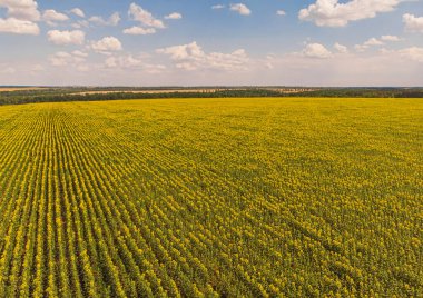 Ayçiçeği tarlası. Tarım alanlarının havadan görünüşü, çiçek açan yağ tohumu. Üst görünüm.