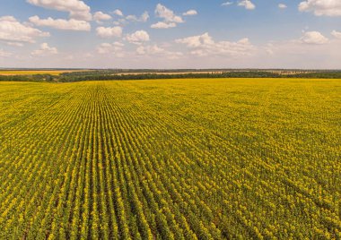 Idyllic sarı ayçiçeği tarlası gün ışığında. Ukrayna 'nın yeri, Avrupa. Ekoloji konseptinin fotoğrafı. Mükemmel doğal duvar kağıdı. İnsansız hava aracı fotoğrafçılığının doku resmi.