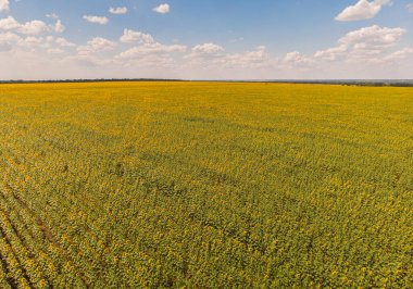 Ayçiçeği tarlasında ayçiçekleri. Doğal arkaplan