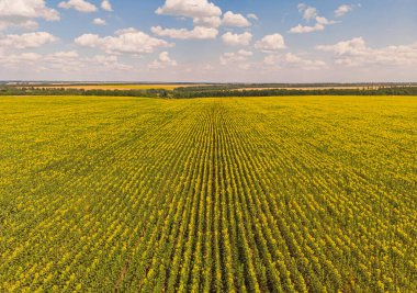 Ayçiçeği tarlası. Tarım alanlarının havadan görünüşü, çiçek açan yağ tohumu. Üst görünüm.