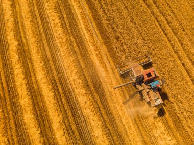 Tarlada çalışan hasat makinesi. İnsansız hava aracı hasat makinesinin en üst görüntüsü altın olgunlaşmış buğday tarlasında geziniyor..