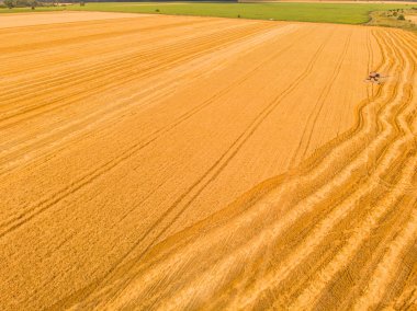 Tarlada çalışan hasat makinesi. İnsansız hava aracı hasat makinesinin en üst görüntüsü altın olgunlaşmış buğday tarlasında geziniyor..