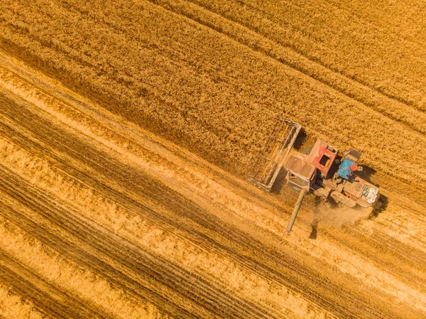 Harvesting machine working in the field. Top view from the drone Combine harvester agricultural machine ride in the field of golden ripe wheat.