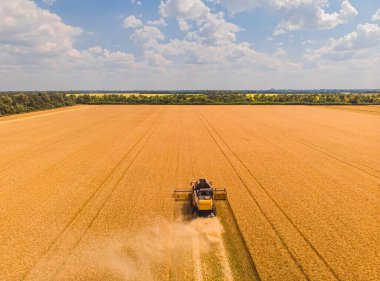 Yaz hasadının havadan görünüşü. Büyük tarlaları hasat eden hasatçıyı birleştirin. İHA görünümünden tarım.