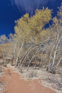 Fas 'ın Altas Dağları' ndaki Imilchil 'e giderken etrafını saran ağaçlarla ve huş ağaçlarıyla dolu seyrek bir vadiden akan nehre bak..
