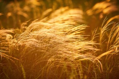 Kapatın silueti tropikal çim çiçeği ya da setaceum pennisetum çeşmesi çimenleri gün batımında arka planda.